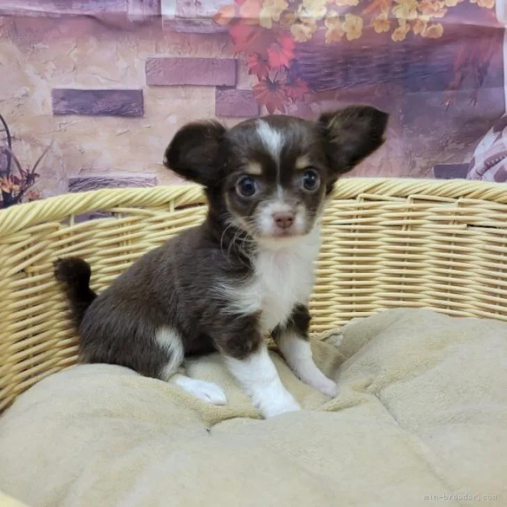 チワワ(ロング) 女の子