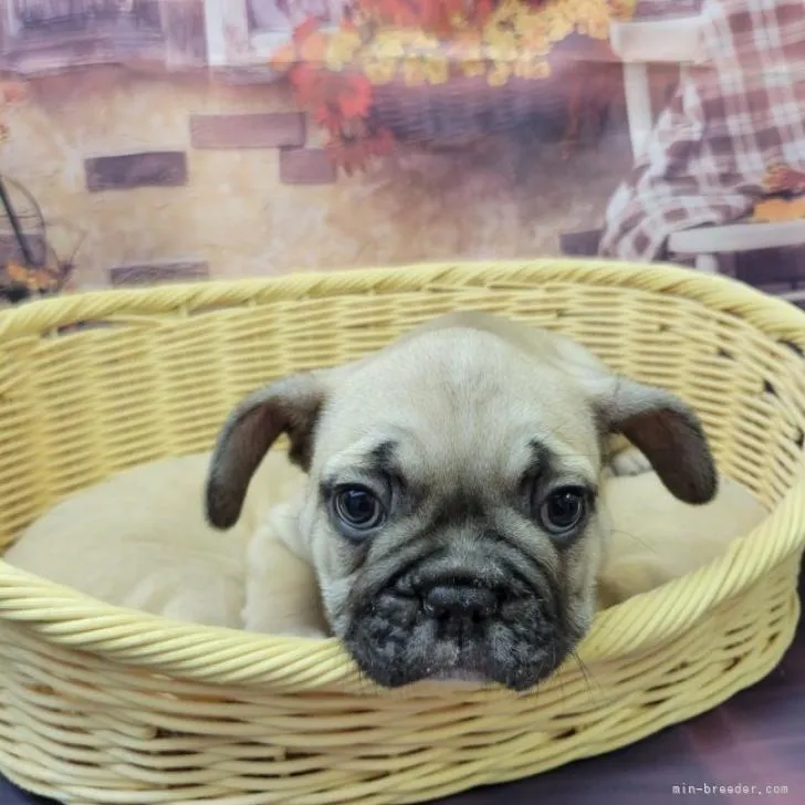 フレンチブルドッグの男の子