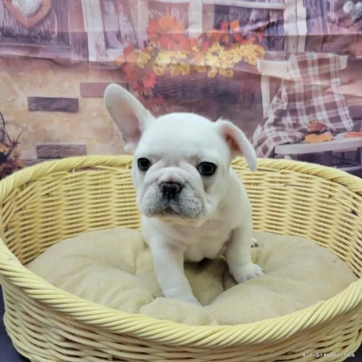 フレンチブルドッグの男の子