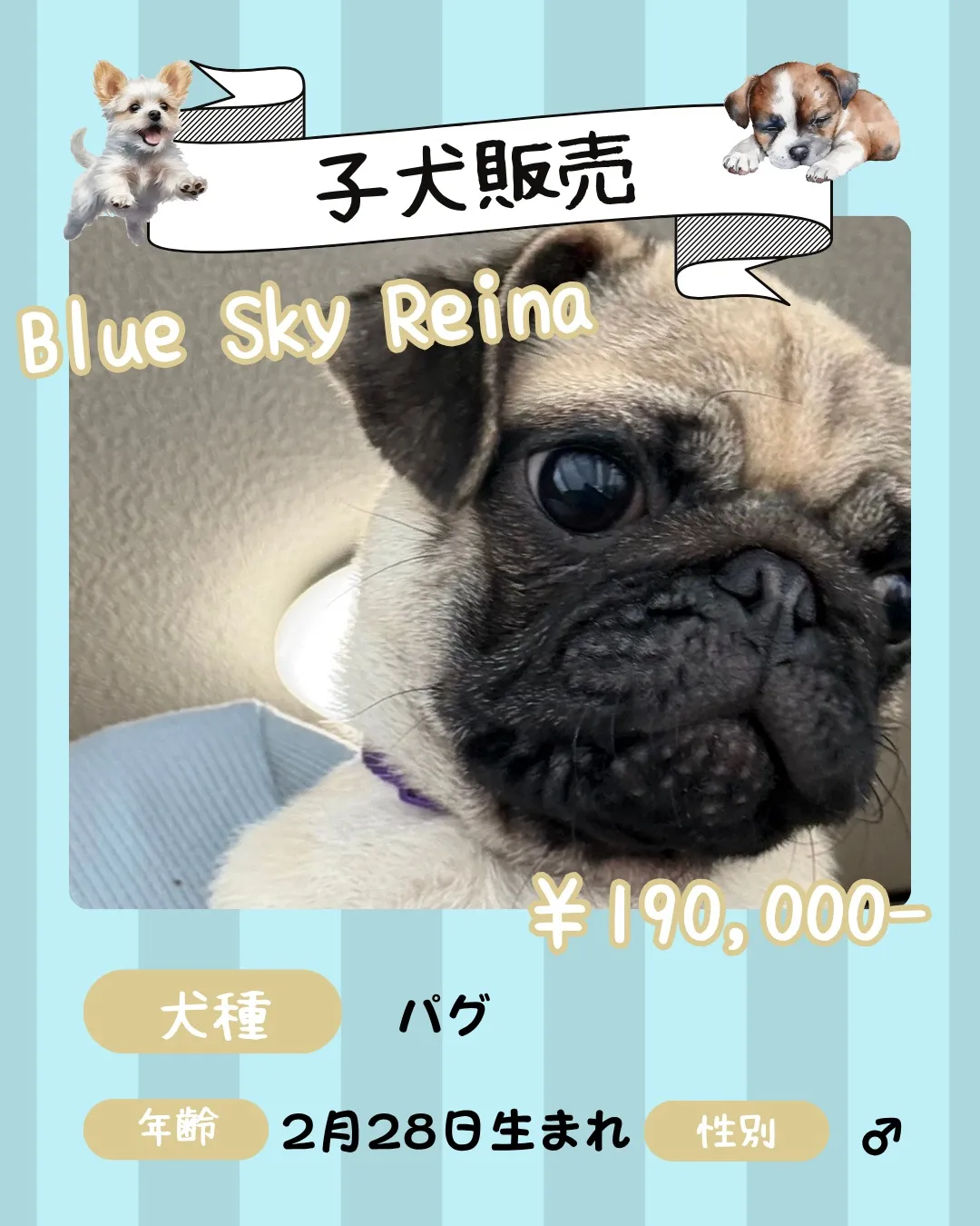 🐾 子犬販売🐾